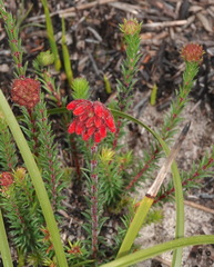 Erica cerinthoides cerinthoides