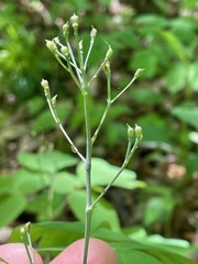 Caulophyllum