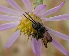 Lasioglossum