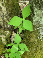 Trillium