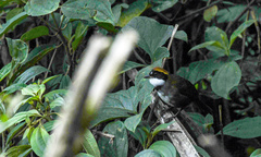 Arremon brunneinucha