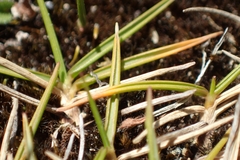 Zoysia minima