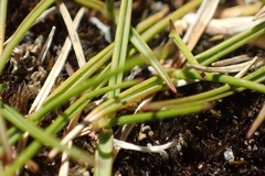 Zoysia minima