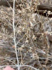 Brickellia longifolia