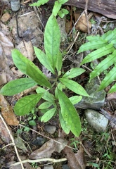 Coprosma dodonaeifolia