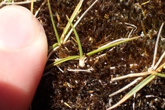 Zoysia minima