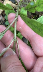 Coprosma dodonaeifolia