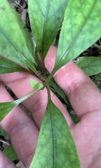 Coprosma dodonaeifolia