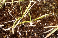 Zoysia minima