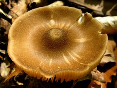 Entoloma vernum