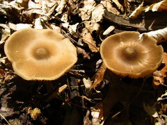 Entoloma vernum