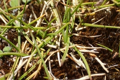 Zoysia minima