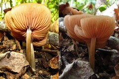 Entoloma vernum