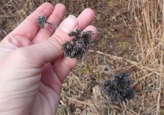 Pycnanthemum incanum