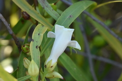 Eremophila bignoniiflora