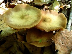 Entoloma vernum