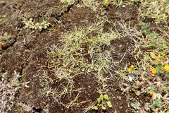 Zoysia minima