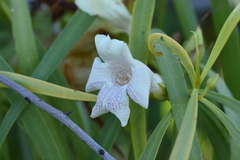 Eremophila bignoniiflora
