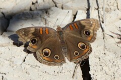 Junonia nigrosuffusa