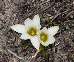Romulea flava