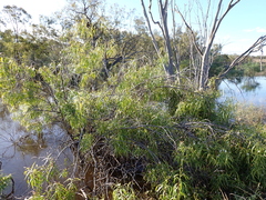 Eremophila bignoniiflora