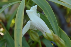 Eremophila bignoniiflora