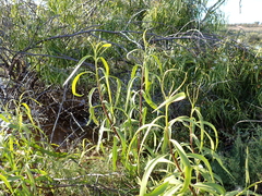 Eremophila bignoniiflora