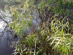 Eremophila bignoniiflora
