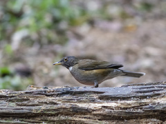 Turdus albicollis