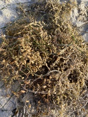 Sargassum horneri
