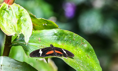Heliconius clysonymus