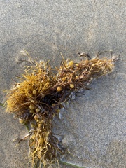 Sargassum palmeri