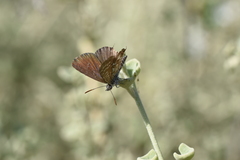 Theclinesthes serpentata