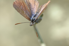 Theclinesthes serpentata