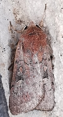 Xestia xanthographa