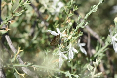 Theclinesthes serpentata