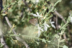 Theclinesthes serpentata
