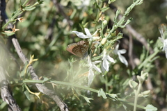 Theclinesthes serpentata