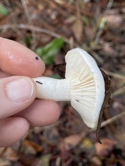Limacella