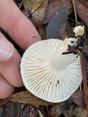 Limacella
