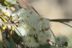 Eucalyptus largiflorens