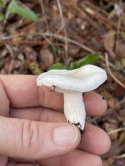 Limacella