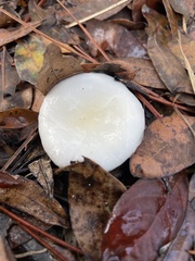 Limacella