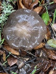 Entoloma ferruginans