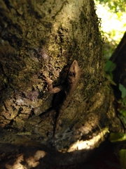 Anolis tropidonotus