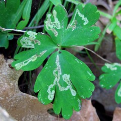 Phytomyza minuscula group