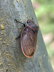 Iphirhina