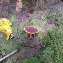 Phylloporus leucomycelinus