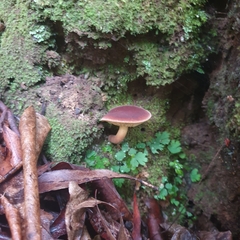 Phylloporus leucomycelinus