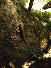Anolis tropidonotus
